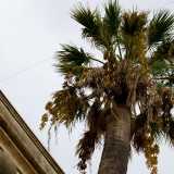 Avvicinandoci e alzando lo sguardo restiamo colpiti dalle altissime e snelle palme presenti nel suo giardino, che sovrastano in altezza anche i palazzi adiacenti